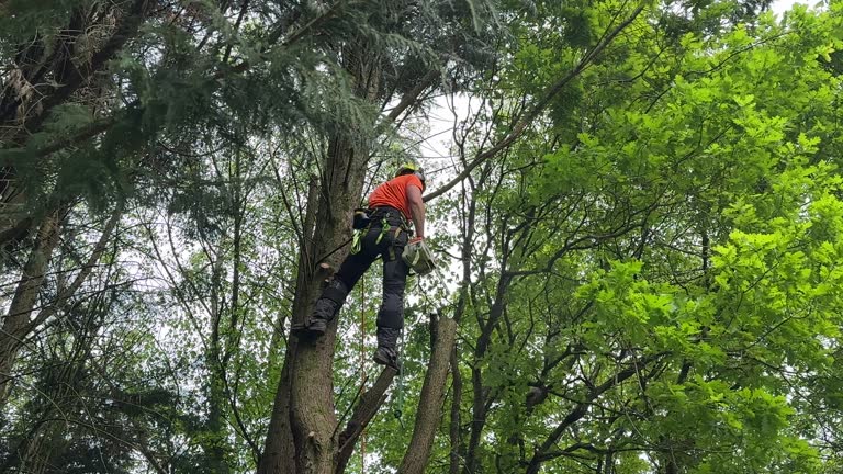 Best Storm Damage Tree Cleanup  in Pine Ridge, SC